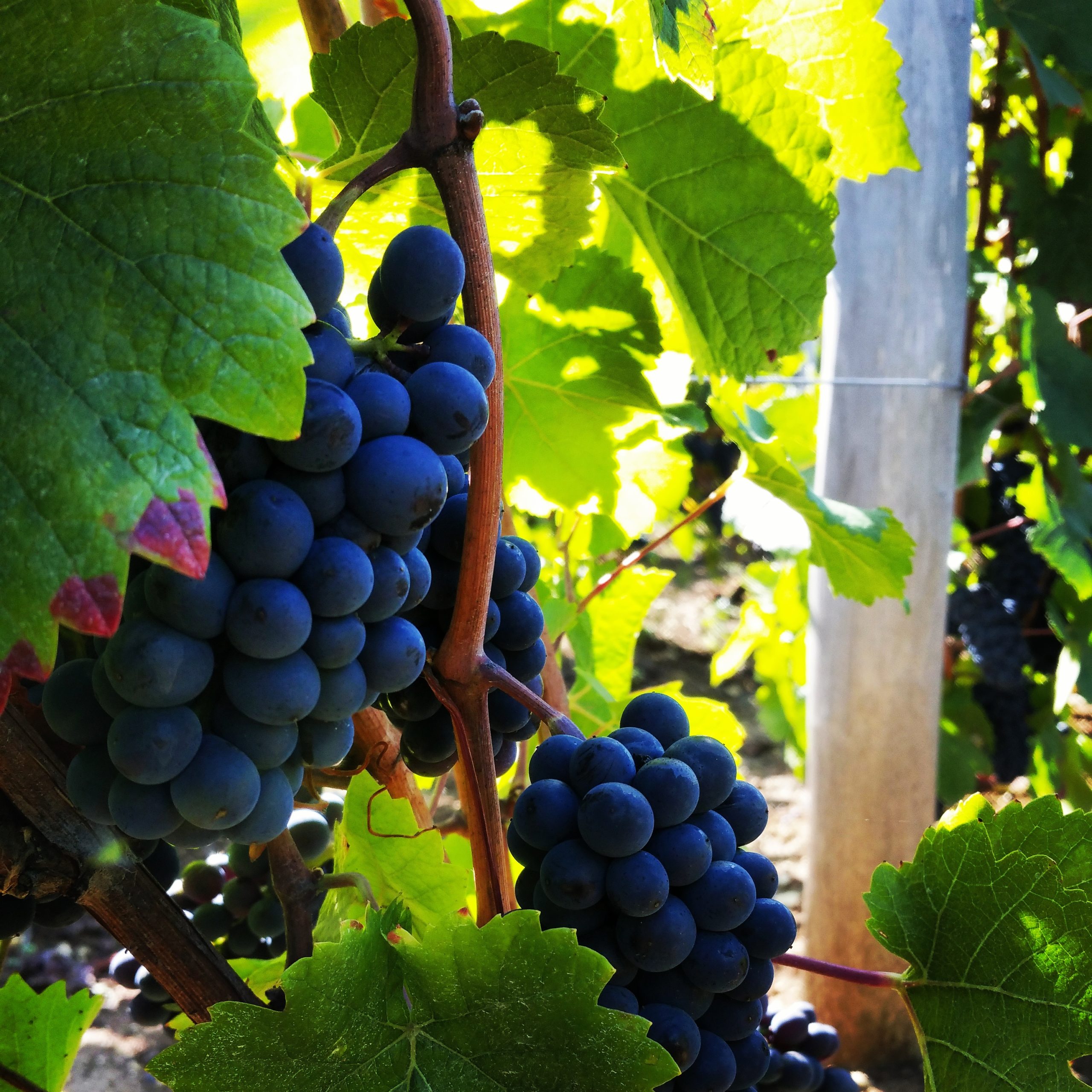 Des grappes de raisin violet foncé pendent des vignes entourées de feuilles vertes, baignant dans la lumière du soleil - les prémices du CHAMPAGNE ANDRÉ DILIGENT (Brut Blanc 75cl).